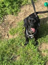 SÜTIBABA, Hund, Dackel-Mix in Ungarn - Bild 1