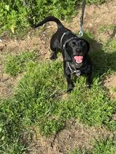 SÜTIBABA, Hund, Dackel-Mix in Ungarn - Bild 10