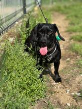 SÜTIBABA, Hund, Dackel-Mix in Ungarn - Bild 2