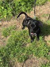 SÜTIBABA, Hund, Dackel-Mix in Ungarn - Bild 3