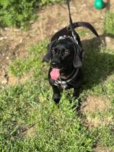 SÜTIBABA, Hund, Dackel-Mix in Ungarn - Bild 4