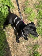 SÜTIBABA, Hund, Dackel-Mix in Ungarn - Bild 5