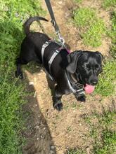 SÜTIBABA, Hund, Dackel-Mix in Ungarn - Bild 7