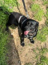 SÜTIBABA, Hund, Dackel-Mix in Ungarn - Bild 8