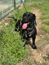 SÜTIBABA, Hund, Dackel-Mix in Ungarn - Bild 9