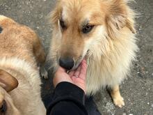 MUFASA, Hund, Herdenschutzhund-Mix in Rumänien - Bild 2
