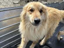 MUFASA, Hund, Herdenschutzhund-Mix in Rumänien - Bild 3