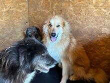 MUFASA, Hund, Herdenschutzhund-Mix in Rumänien - Bild 6