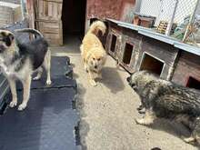 MUFASA, Hund, Herdenschutzhund-Mix in Rumänien - Bild 7