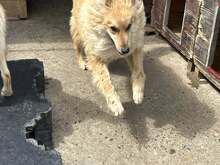 MUFASA, Hund, Herdenschutzhund-Mix in Rumänien - Bild 8