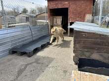 MUFASA, Hund, Herdenschutzhund-Mix in Rumänien - Bild 9