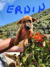 ERWIN, Hund, Mischlingshund in Spanien - Bild 1