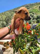 ERWIN, Hund, Mischlingshund in Spanien - Bild 2