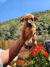 ERWIN, Hund, Mischlingshund in Spanien - Bild 3