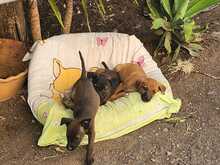 ERWIN, Hund, Mischlingshund in Spanien - Bild 6