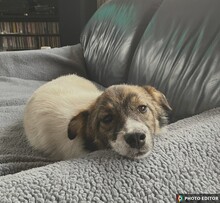 VALERIA, Hund, Mischlingshund in Albersdorf - Bild 1