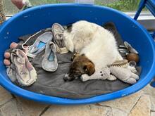 VALERIA, Hund, Mischlingshund in Albersdorf - Bild 2