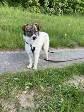 VALERIA, Hund, Mischlingshund in Albersdorf - Bild 3