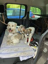 VALERIA, Hund, Mischlingshund in Albersdorf - Bild 4