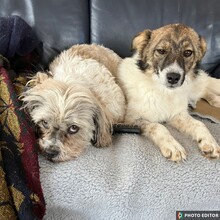 VALERIA, Hund, Mischlingshund in Albersdorf - Bild 5
