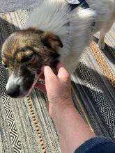 VALERIA, Hund, Mischlingshund in Albersdorf - Bild 6