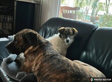 VALERIA, Hund, Mischlingshund in Albersdorf - Bild 7