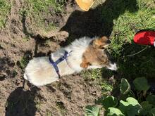 VALERIA, Hund, Mischlingshund in Albersdorf - Bild 8