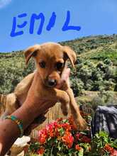 EMIL, Hund, Mischlingshund in Spanien - Bild 1