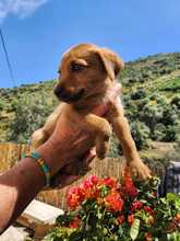 EMIL, Hund, Mischlingshund in Spanien - Bild 2
