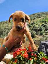 EMIL, Hund, Mischlingshund in Spanien - Bild 4