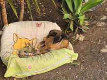 EMIL, Hund, Mischlingshund in Spanien - Bild 6