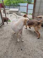 LUMINA, Hund, Mischlingshund in Rumänien - Bild 10