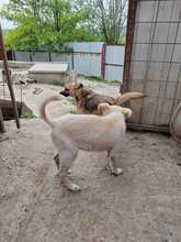 LUMINA, Hund, Mischlingshund in Rumänien - Bild 11