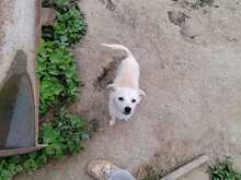 LUMINA, Hund, Mischlingshund in Rumänien - Bild 3