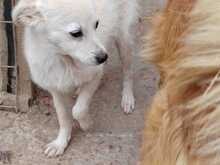 LUMINA, Hund, Mischlingshund in Rumänien - Bild 5