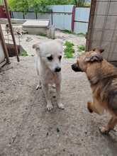 LUMINA, Hund, Mischlingshund in Rumänien - Bild 7