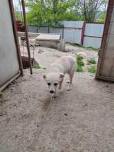 LUMINA, Hund, Mischlingshund in Rumänien - Bild 9