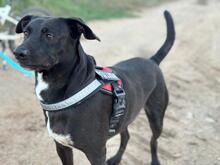 CHARLY2, Hund, Mischlingshund in Spanien