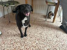 CHARLY2, Hund, Mischlingshund in Spanien - Bild 2