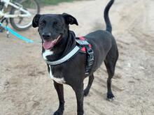 CHARLY2, Hund, Mischlingshund in Spanien - Bild 4