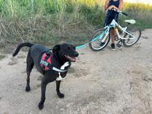 CHARLY2, Hund, Mischlingshund in Spanien - Bild 6