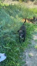 CHARLY2, Hund, Mischlingshund in Spanien - Bild 9