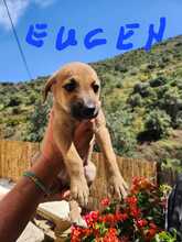 EUGEN, Hund, Mischlingshund in Spanien - Bild 1