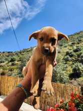 EUGEN, Hund, Mischlingshund in Spanien - Bild 2