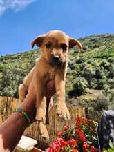 EUGEN, Hund, Mischlingshund in Spanien - Bild 3