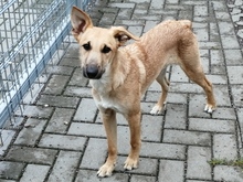 EUGEN, Hund, Podenco-Mix in Arendsee
