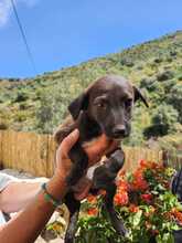 EMMA, Hund, Mischlingshund in Spanien - Bild 4