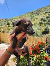 EMMA, Hund, Mischlingshund in Spanien - Bild 8