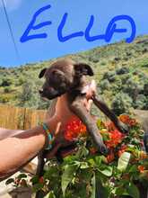 ELLA, Hund, Mischlingshund in Spanien - Bild 1