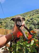 ELLA, Hund, Mischlingshund in Spanien - Bild 2
